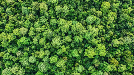 An aerial shot reveals a dense forest canopy, showcasing a vibrant tapestry of green treetops. The view highlights the texture and pattern of the forest from above.の素材
