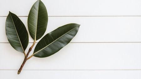A ficus elastica branch with three dark green leaves rests on a white wooden surface, creating a minimalist botanical still life with clean lines and bright, even lighting.の素材