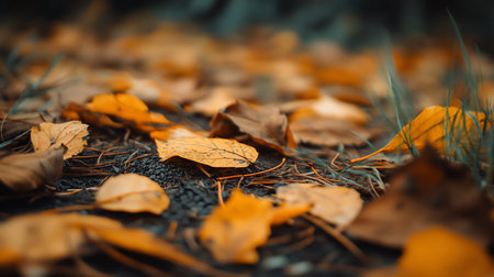 Ground-level view of fallen yellow birch leaves scattered on dark soil, interspersed with green grass. Soft, diffused lighting enhances the autumnal mood.の素材