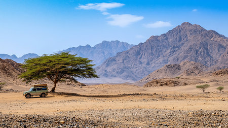 A light green 4x4 vehicle with a roof rack is parked under a large tree in a desert landscape.の素材
