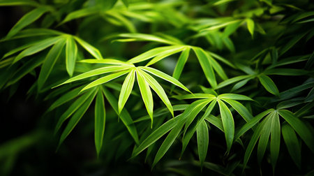Close-up of vibrant green leaves featuring palmate venation, elongated pointed tips, and smooth textures, creating a natural, organic pattern.の素材