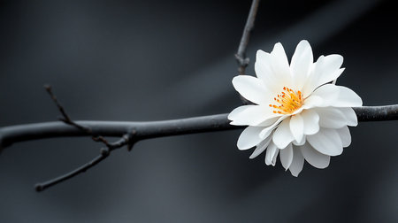A delicate white flower with yellow stamens blooms on a dark, bare branch. Soft light illuminates the petals against a blurred, dark background, symbolizing hope and new beginnings in early spring.の素材
