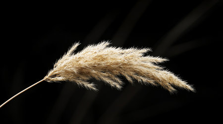 A single, dried pampas grass plume showcases its fluffy, feathery texture and light beige color against a dark background.の素材