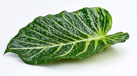 Lush, glossy dark green leaf displaying prominent light green veins and unique white speckled patterns. Its wavy edges add texture.の素材