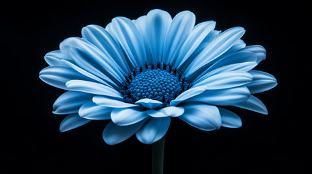 Close-up of a striking blue daisy-like flower, showcasing numerous smooth petals and a densely textured, dark blue central disc, with a green stem.の素材