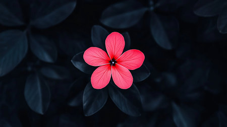 A striking pink flower with five delicate petals, showcasing intricate textures and a dark center, contrasted against dark leaves.の素材