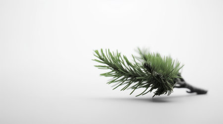 A close-up view of a single green pine branch with sharp, delicate needles and a textured bark.の素材