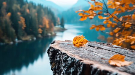 A vibrant yellow autumn leaf rests on a weathered tree stump, showcasing detailed wood grain and texture. Another leaf lies nearby.の素材