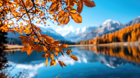 A delicate branch with crisp, golden-orange autumn foliage. Sunlight illuminates the detailed texture and serrated edges of the leaves, making them glow.の素材
