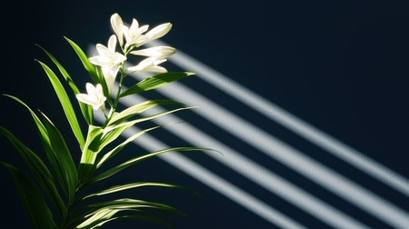 Plant with white flowers and green leaves lit by sunlightの素材