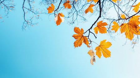Vibrant orange leaves on branches against blue skyの素材