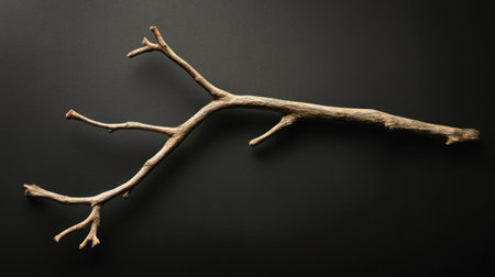 A single, dry wooden branch featuring several smaller twigs branching off, presented against a plain, dark background, highlighting its natural texture and form.の素材