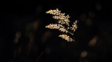 Close-up of delicate golden grass blades glowing in the dark, creating a serene and minimalist natural scene.の素材