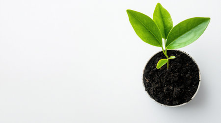 A small plant growing in soil, isolated on a white background. The plant has green leaves and is in a small pot.の素材