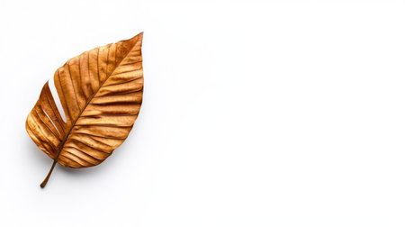 A single dried leaf, with brown and gold tones, isolated on a white background. The leaf is positioned on the left side, with ample copy space on the right.の素材