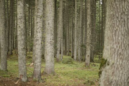 trees in quiet forestの写真素材
