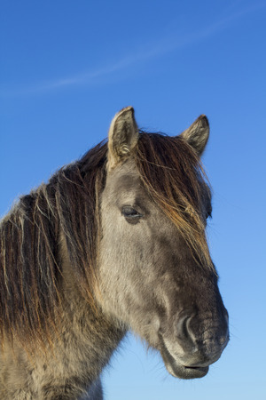 Wild horseの写真素材