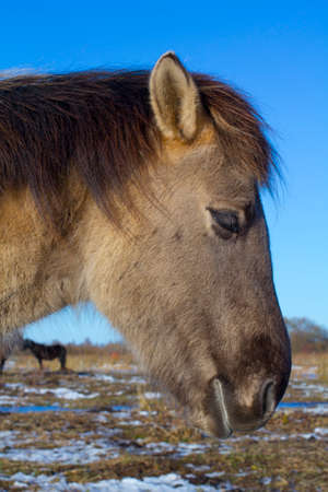 Wild horseの写真素材