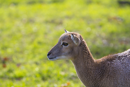 Small deerの写真素材