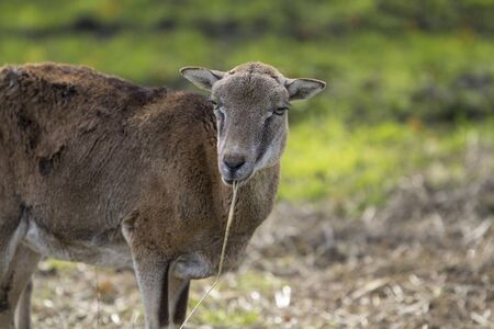 Small deerの写真素材