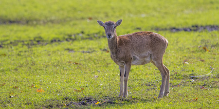 Small deerの写真素材