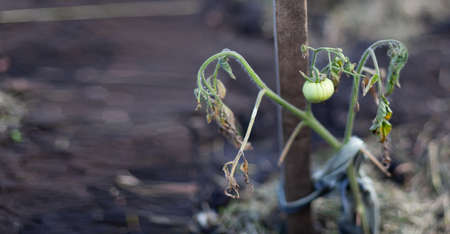 One green under-ripe tomato is hanging on a branch with limp, dry leaves. The concept of poor...