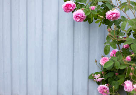 A climbing rose of pink color against a gray metal fence. Summer. Gardening. Banner with space for textの写真素材