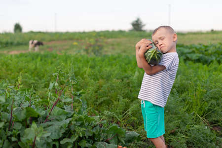 A little boy keeps a large squash in his home garden. The kid is engaged in gardening and...