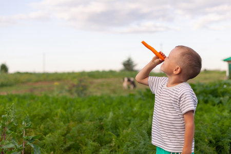 A little boy holds a bunch of carrots in his home garden. The kid is engaged in gardening and harvesting. The concept of healthy eco-friendly food, self-grown crops.の写真素材