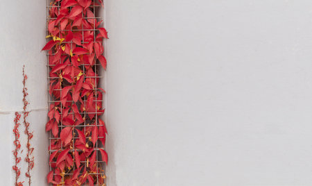 minimalistic natural background, interweaving of red, wild grape leaves on a concrete wall, autumn season. Banner with space for textの写真素材