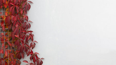 minimalistic natural background, interweaving of red, wild grape leaves on a concrete wall, autumn season. Banner with space for textの写真素材