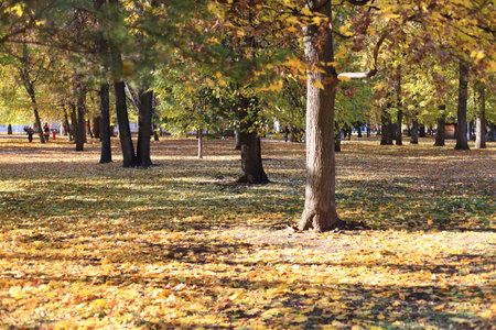 Colorful foliage in the autumn park. Paths strewn with colorful leaves in the autumn park