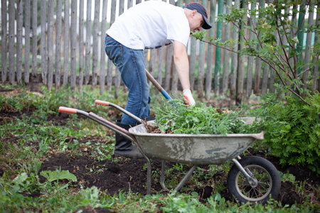 A young man uproots weeds in the garden with a shovel and puts weeds in a cart.
