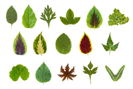 Collection set of summer leaves isolated on white background