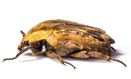 Macro shot of golden beetle against white background