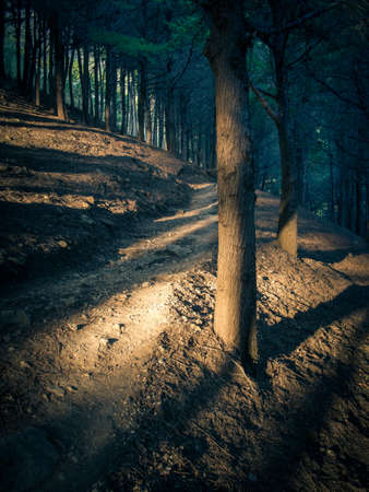Shadowy pine forest with evening sunlight filtering through the treesの写真素材