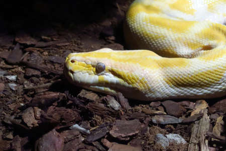Head of a large specimen of albino python, along more than 3 metersの写真素材