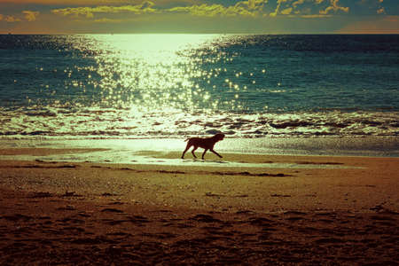 dog running on the beach in Savona,Liguria, Italyの写真素材