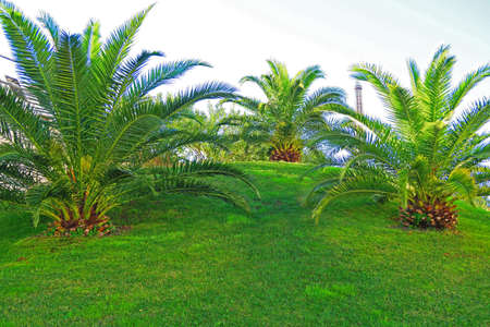 3 young Canarian palm phoenix canariensis, graceful ornamental palmsの写真素材