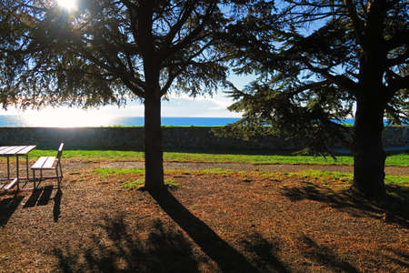 Relax among pine trees with views over the seaの写真素材