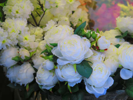 View of some white rosesの写真素材