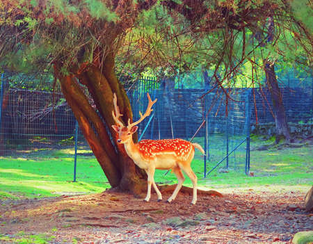 Beautiful specimen of a male fallow deerの写真素材