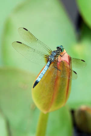 dragonfly on lotus tipの写真素材