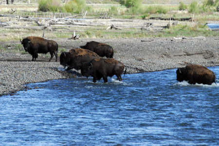 Bison cross river at Yellowstone National Park, USAの写真素材