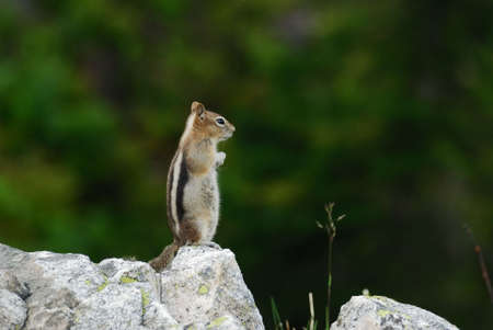 Ground Squirrel at Grand Teton National Park, USAの写真素材