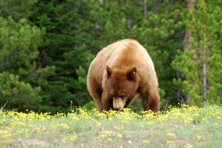 Grizzly Bear