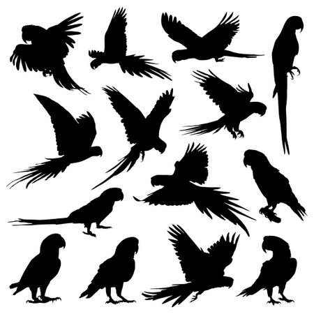parrot silhouettesのイラスト素材