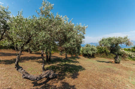 Olive tree with blue aegean sky backdropの写真素材