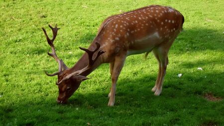 Thats not gazelle, thats danekの写真素材
