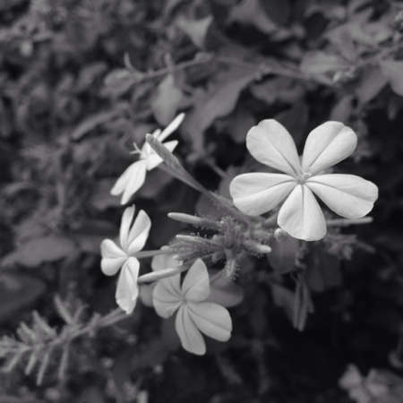 Black and white of flowersの素材